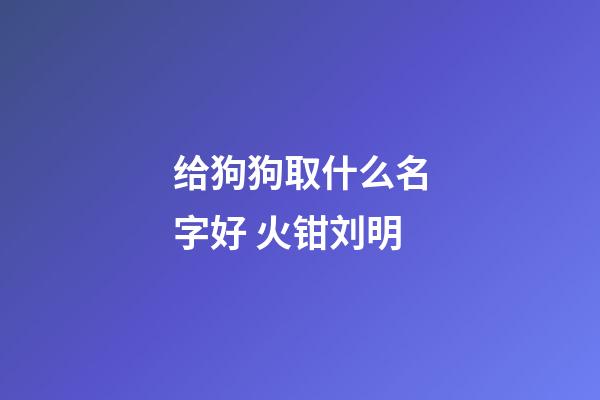 给狗狗取什么名字好 火钳刘明